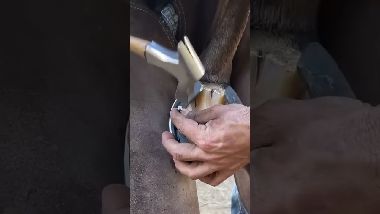 troca de ferradura de cavalo  #Cavaleinhando #cavalo #asmr #limpeza #ferradura #casco