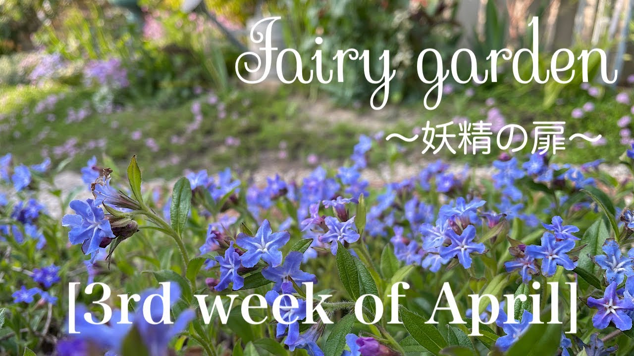 春庭の可愛いお花達/お花紹介/クレマチス/寄せ植え/ガーデニング/4月12日から18日の今庭
