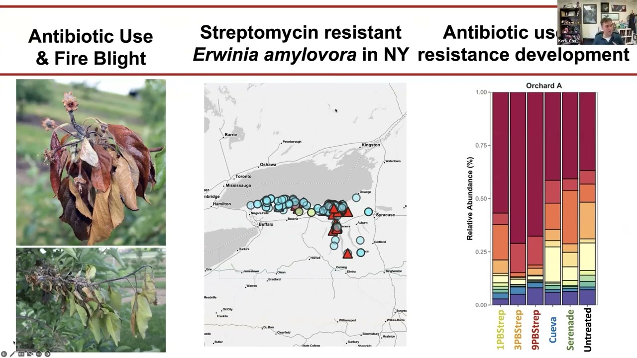 Strep Resistant Erwinia amylovora in NYS