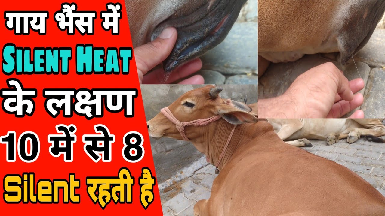 गाय भैंस की 