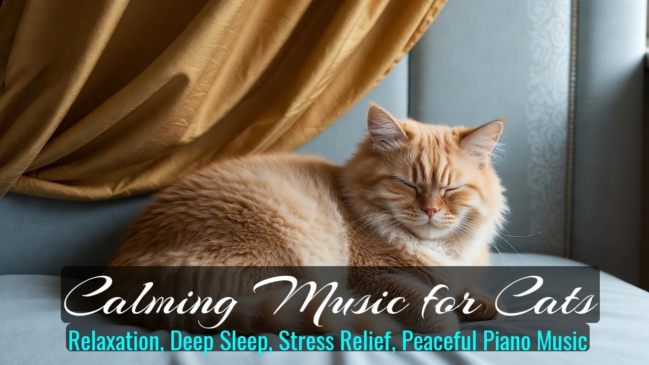LIVE Adorable Kitten Sleeping Peacefully for Relaxation 😴 | Season 31