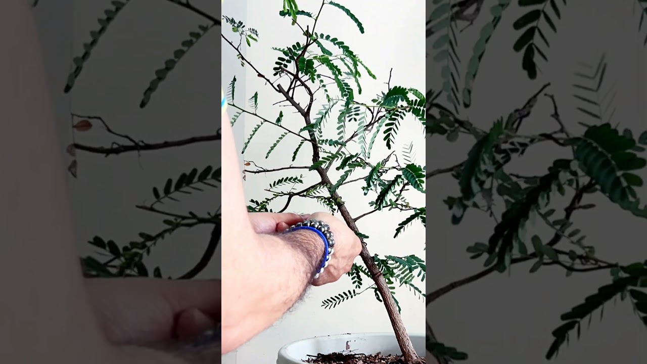 Working on my Tamarind Training Bonsai 1 year after repotting Channel #bonsai #tamarind  #bonsailove