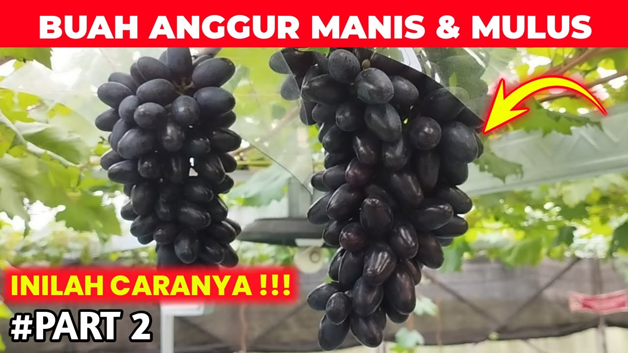 Cara Agar Buah Anggur Manis & Mulus Tanpa Pecah Atau Rusak | Part 2