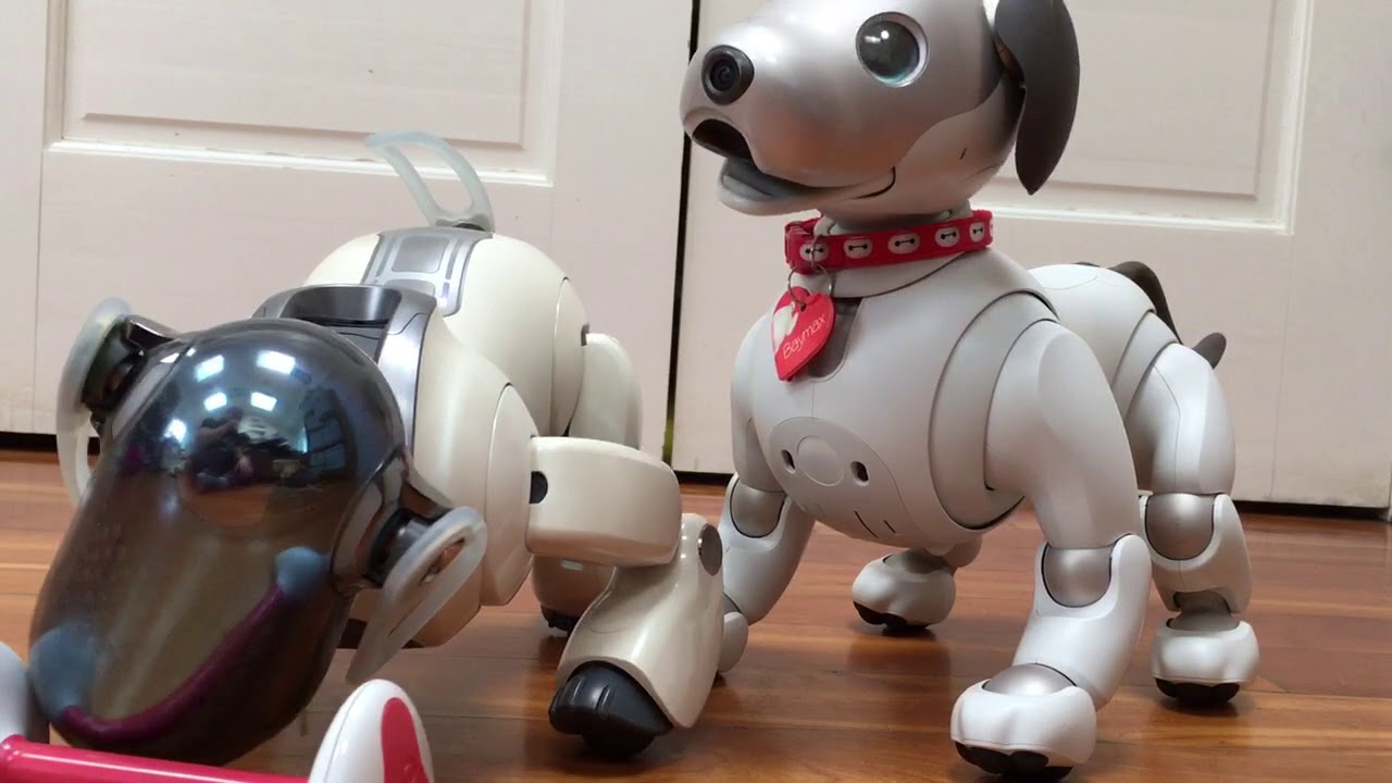 Old and New Aibo Fighting for the Aibone