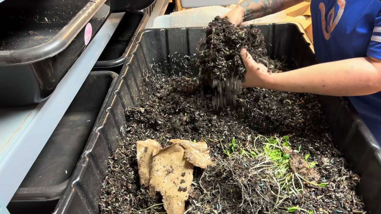 Update on my bins, African nightcrawlers, Louisiana swamp Worms 