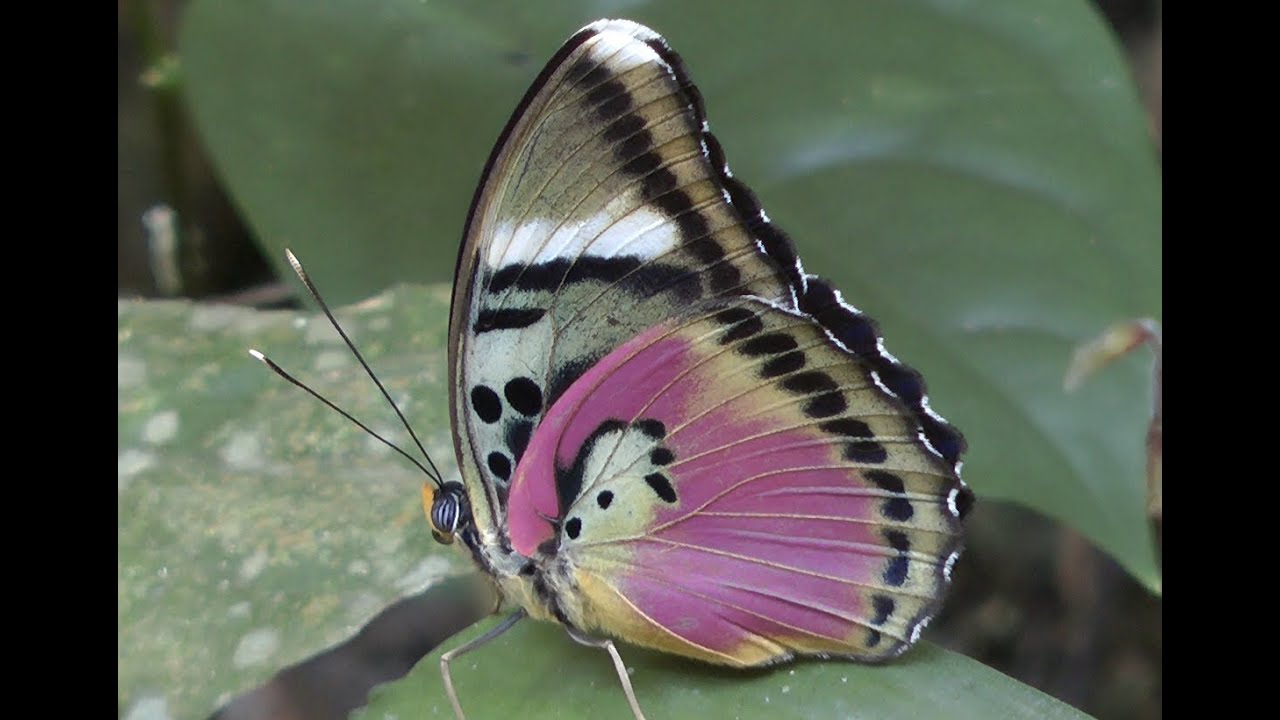 Butterflies of West Africa part 1 Euphaedra