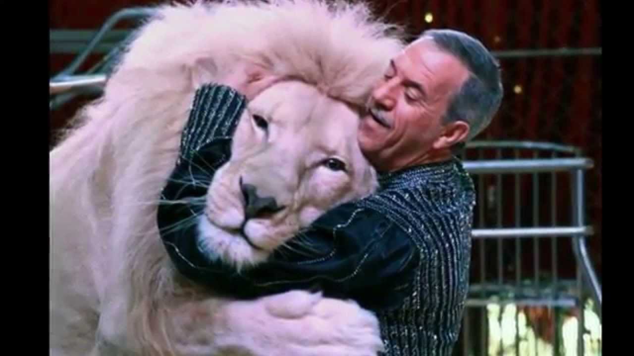 Animais do Circo Victor Hugo Cardinali: A Verdade - Leões