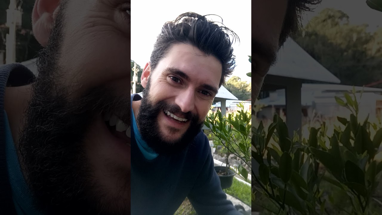 Como evitar que formigas comam suas fruteiras ou plantas.