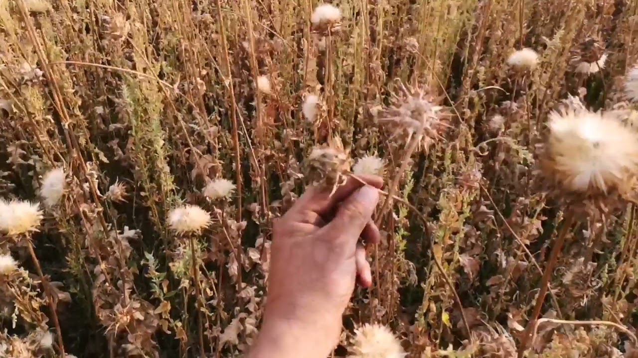 Розторопша, за чи проти? Думайте