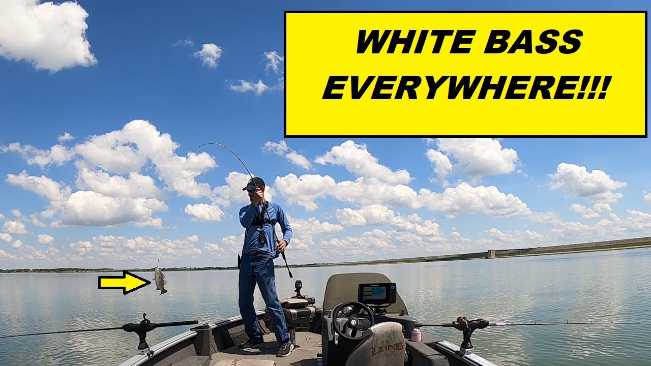 White Bass Fishing in April-Granger Lake, TX!!