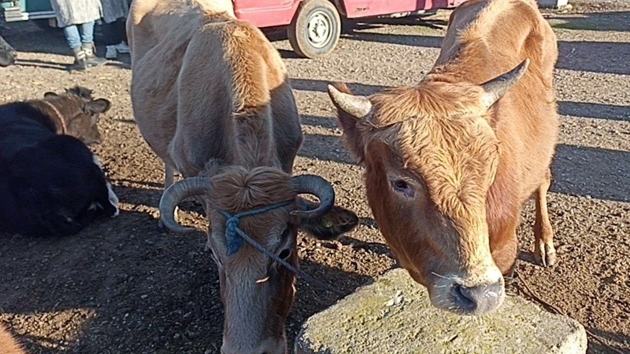 اتمنة البلدي و الرومي و التبن بسوق الخميس انجرة 🐃🐄🐂🦬||27/11/2025||0667128425🔥🇲🇦❤️