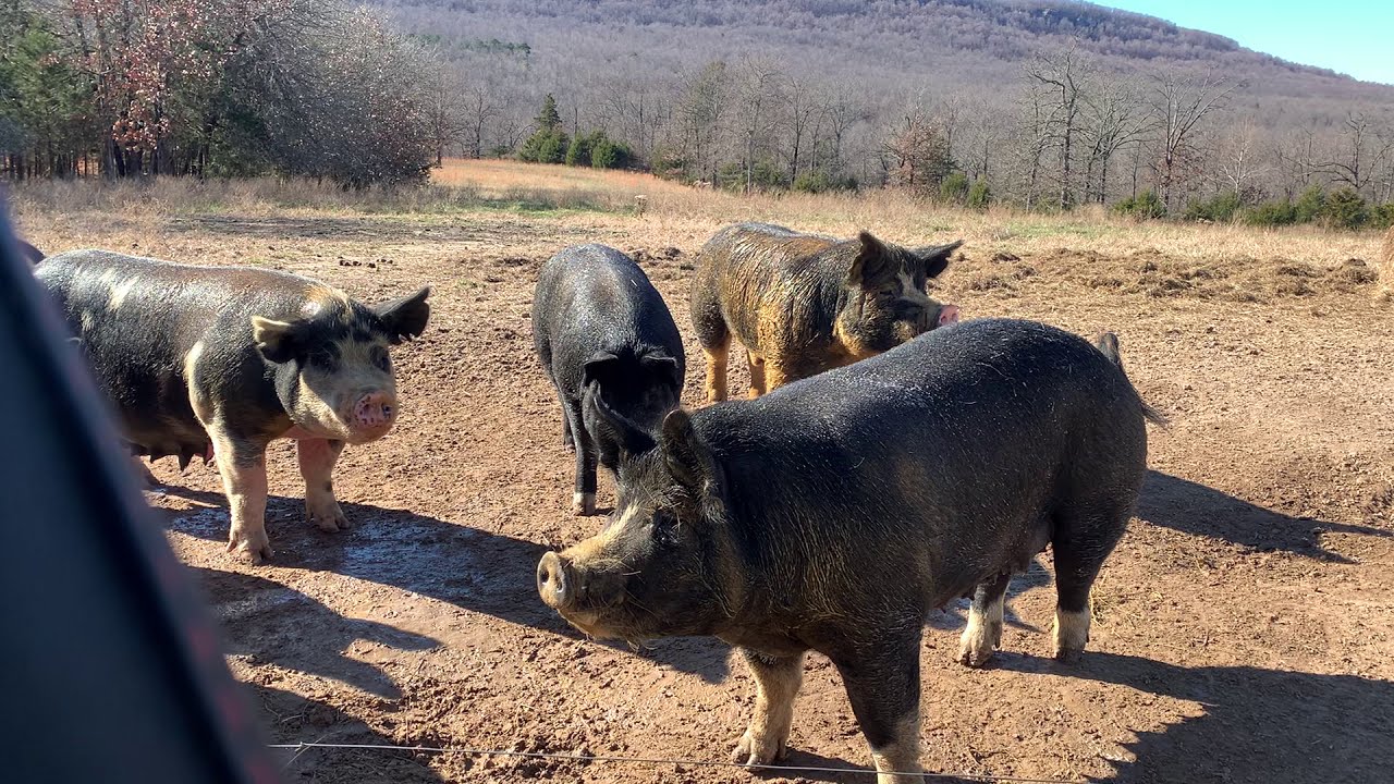 Treating pigs for external parasites.