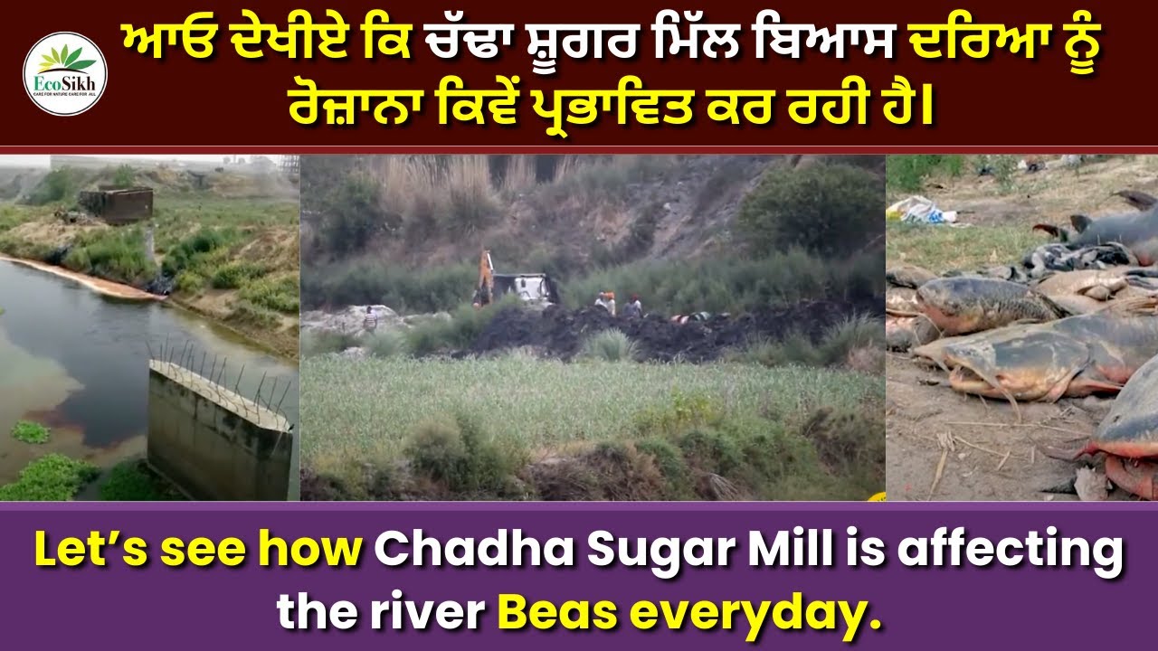 Let’s see how Chadha Sugar Mill is affecting the river Beas everyday.