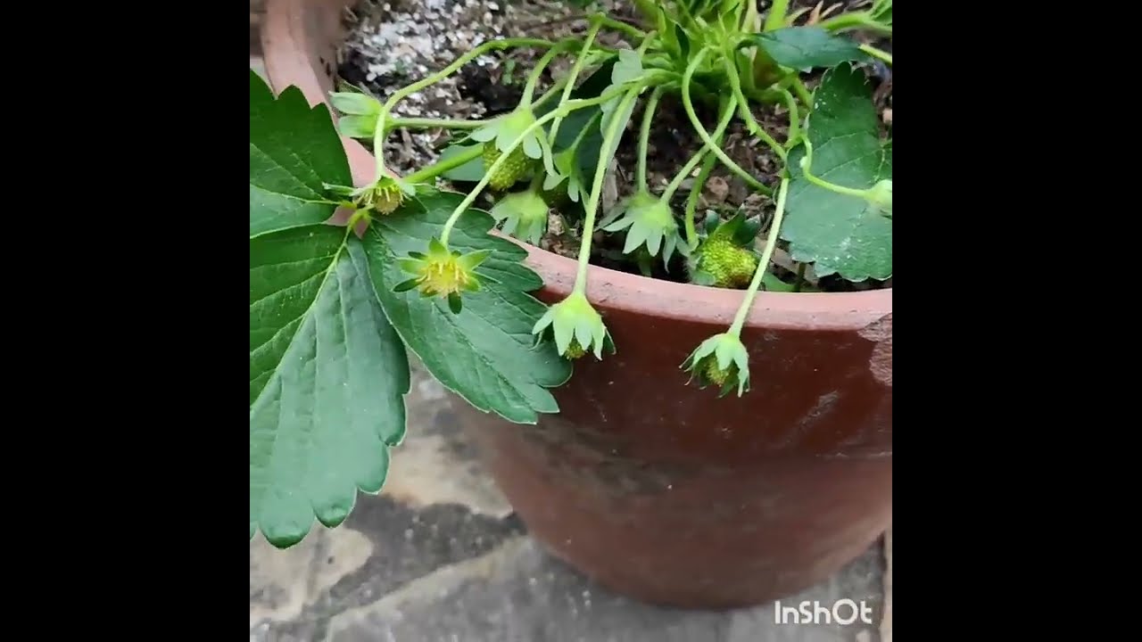［草莓🍓成功秘密］要想草莓🍓结果又大又多，只做3点就能包你採也採不完。