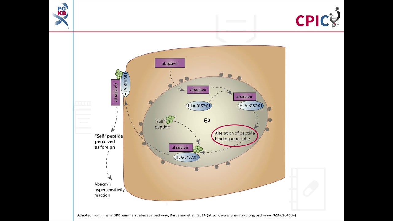 CPIC guideline for Abacavir and HLA-B
