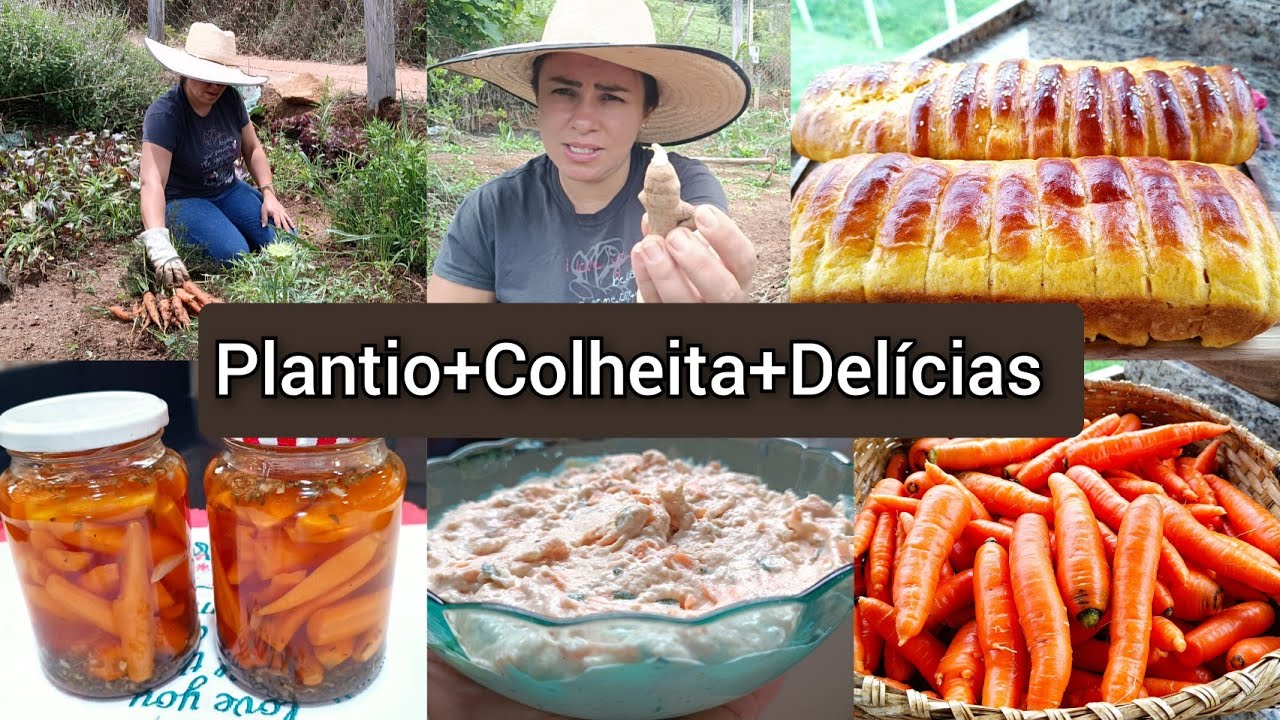 PLANTEI AÇAFRÃO/COLHI CENOURAS/fiz PÃO PATÊ de FRANGO+CONSERVA de CENOURA.