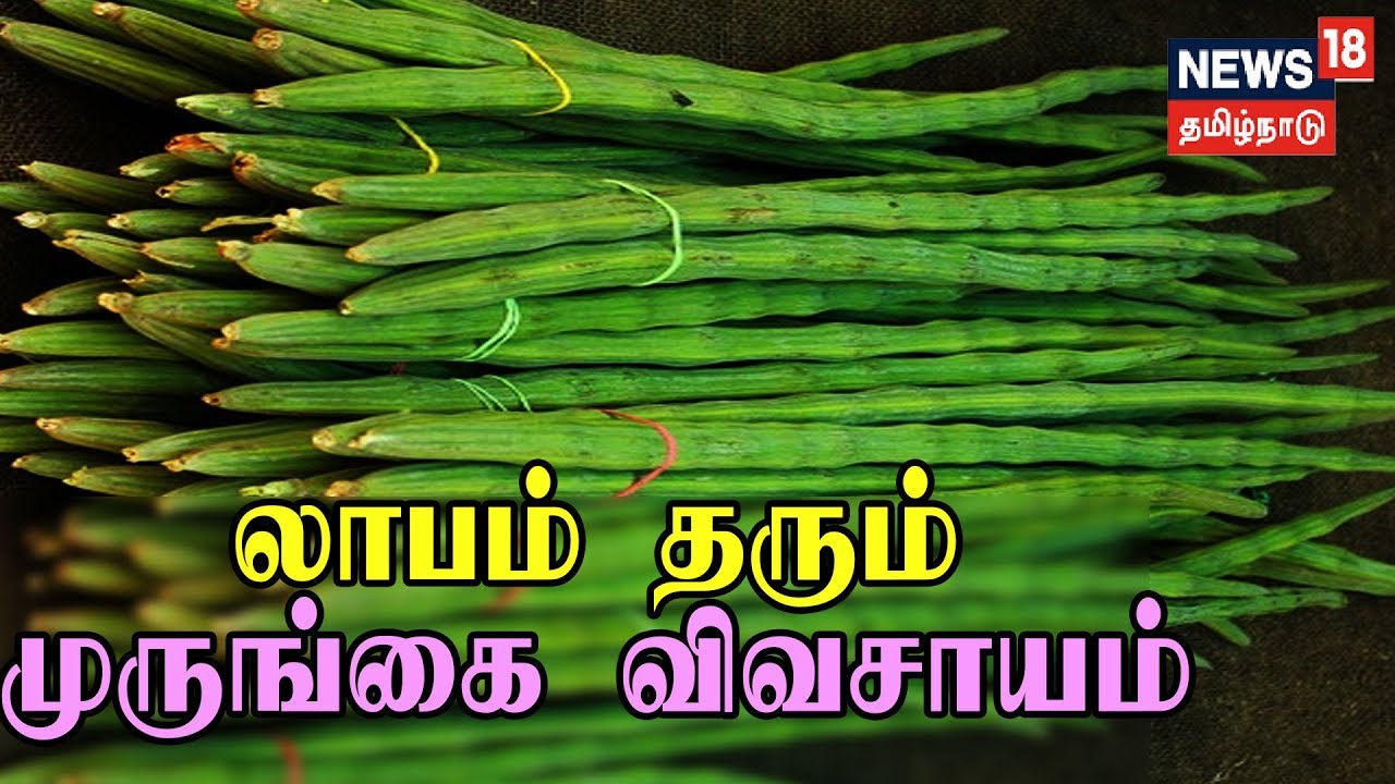 பயிர்த்தொழில் பழகு: முருங்கை விவசாயத்தை லாபகரமான தொழிலாக மாற்றிய விவசாயி அழகர்சாமி