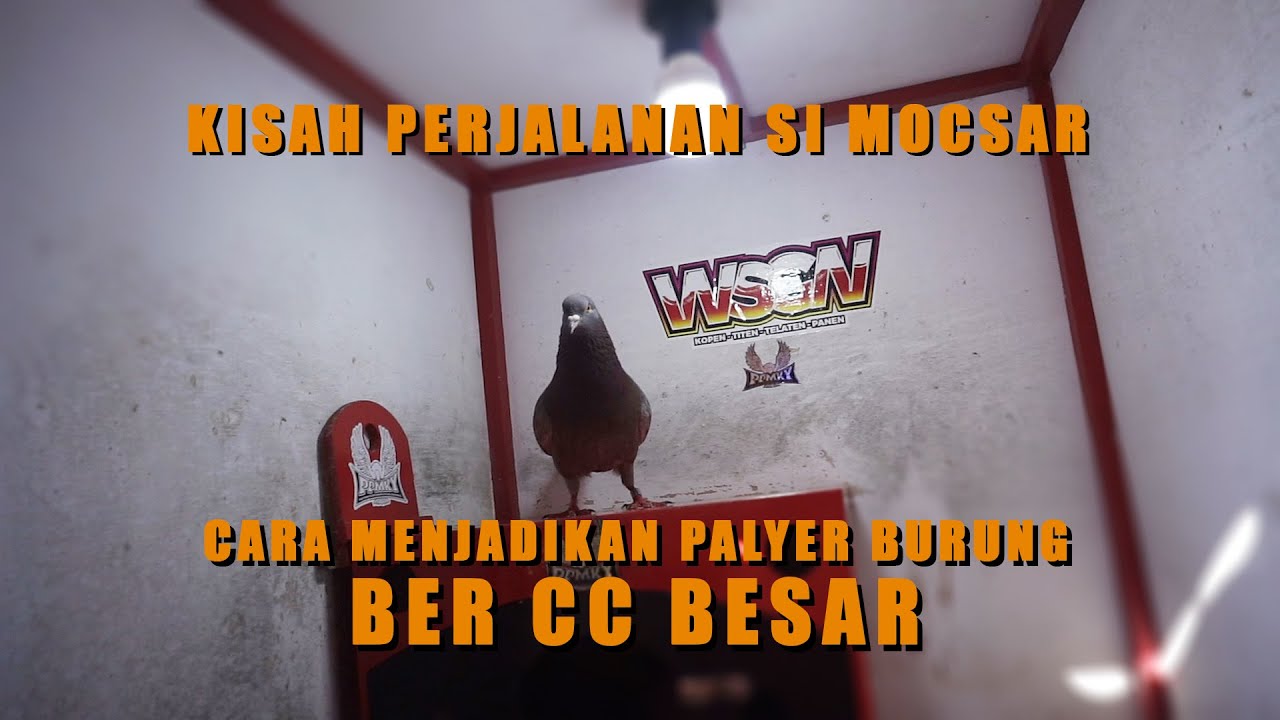 CARA MELATIH BURUNG BER CC BESAR SAMPAI JADI PLAYER BERSAMA MAS EVOY WSGN