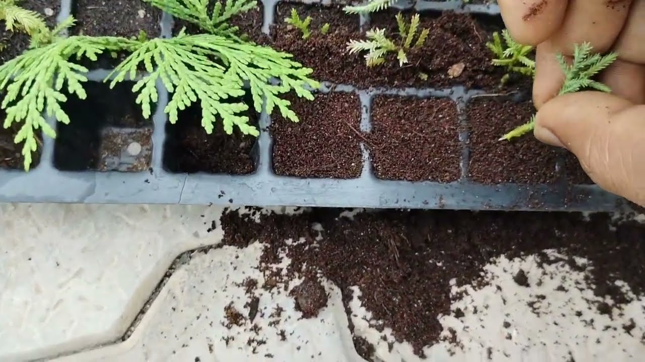 Golden Cypress Propagation Cypress Cutting Used  Cocopeat + Alovera Gel + Time July-August