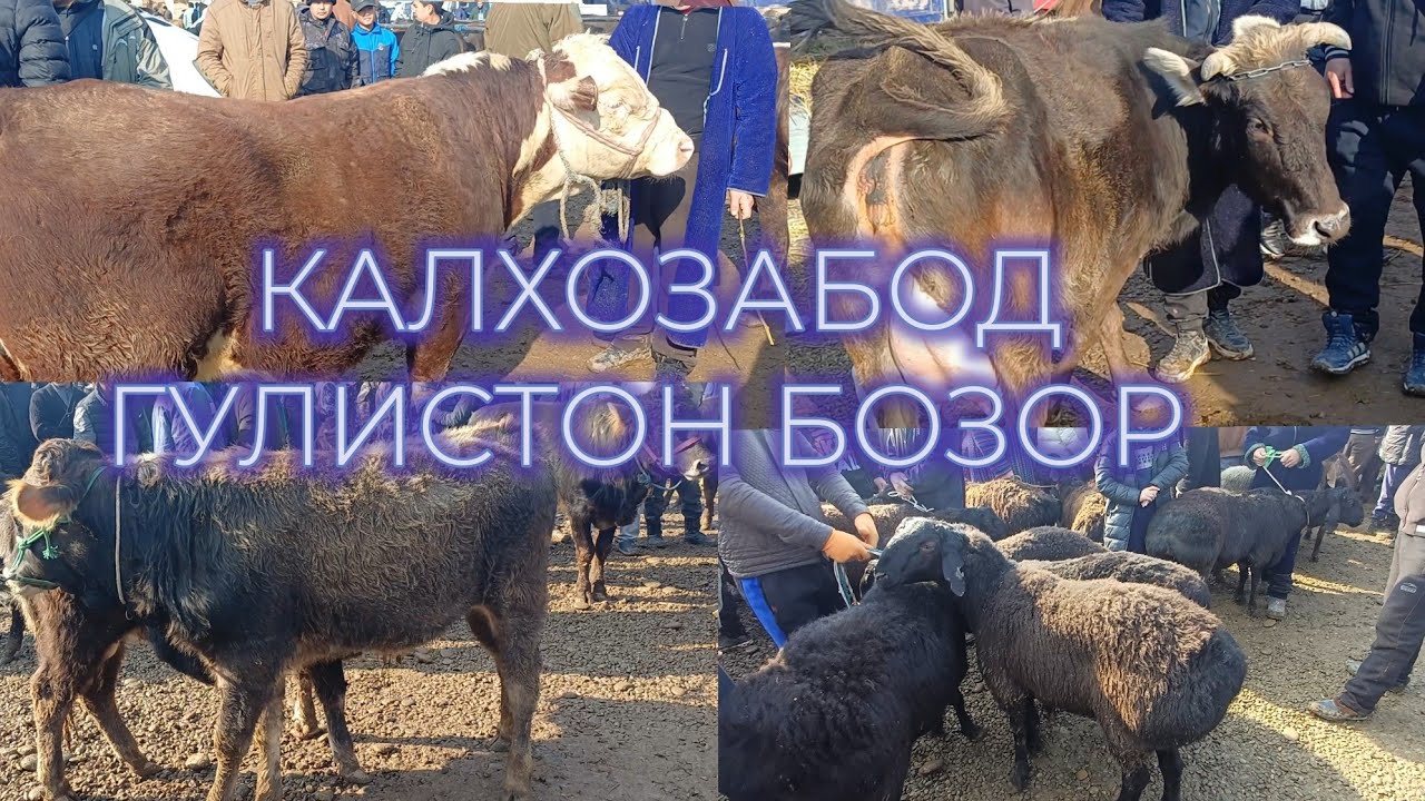 КАЛХОЗАБОД ГУЛИСТОН БОЗОР МОЛ БИСЁР ДРОМАД 