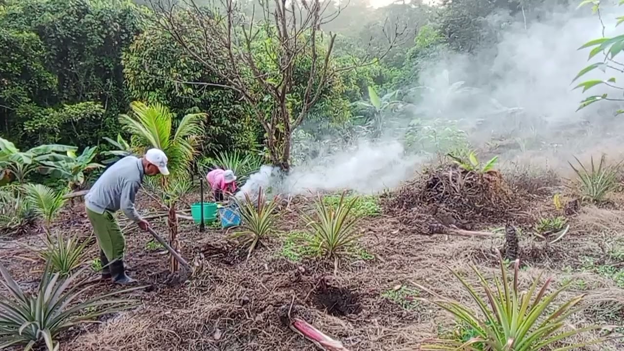 NANAM PISANG TANDOK BA KEBUN.