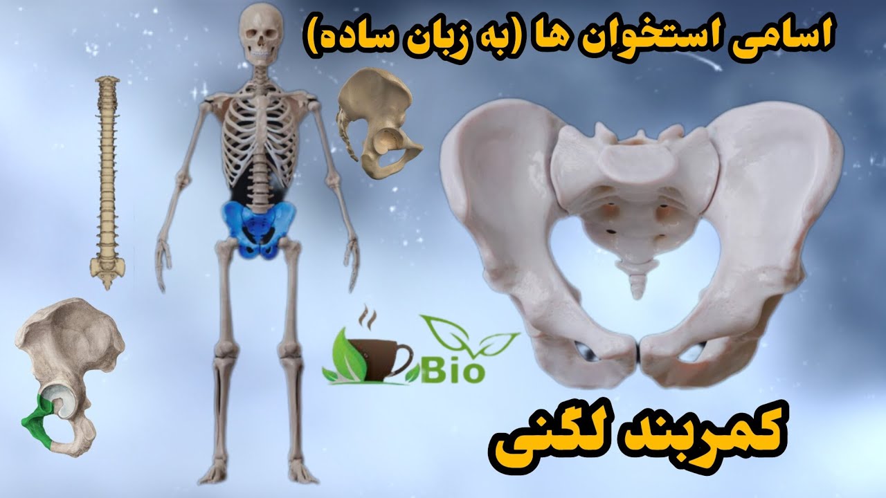 لگن، استخوان، کمربند لگنی(به زبان ساده) بخش۱،پلویس، هیپ، ساکروم، خاجی، دنبالچه، پلویک گردیل