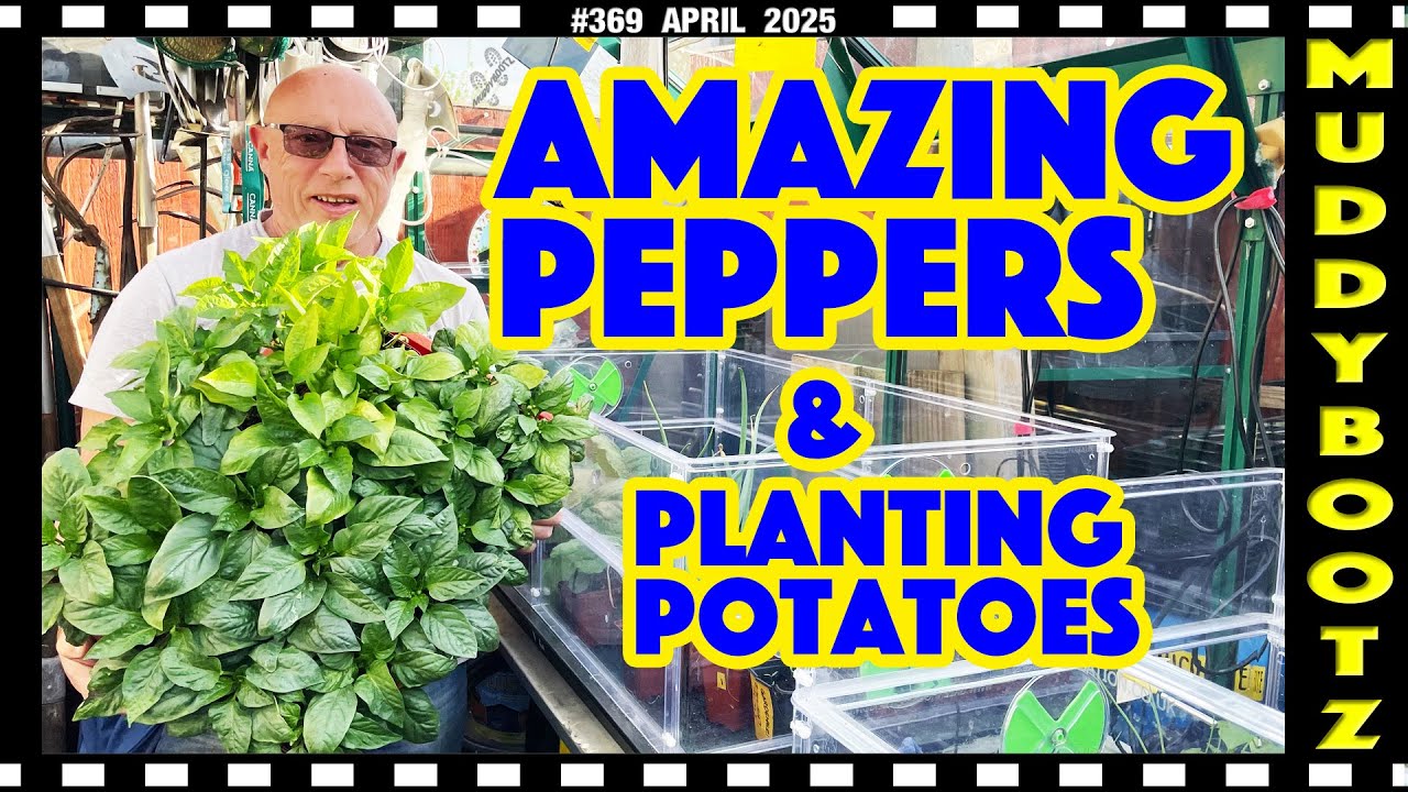 🌻369 🌻 PLANTING POTATOES 🌻 POTTING ON 🌻