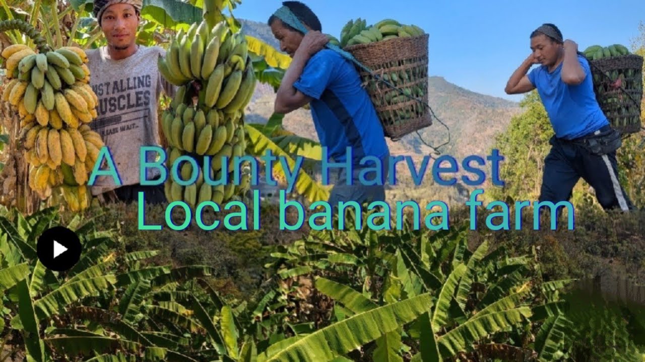  Thetsumi Village Banana Farm | Sweet and Healthy Local Bananas#nagaland #farm  #explore 