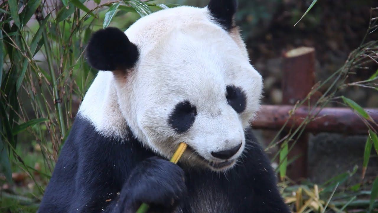The Most Satisfying Panda Eating ASMR: From Sanctuary to Wild Forest