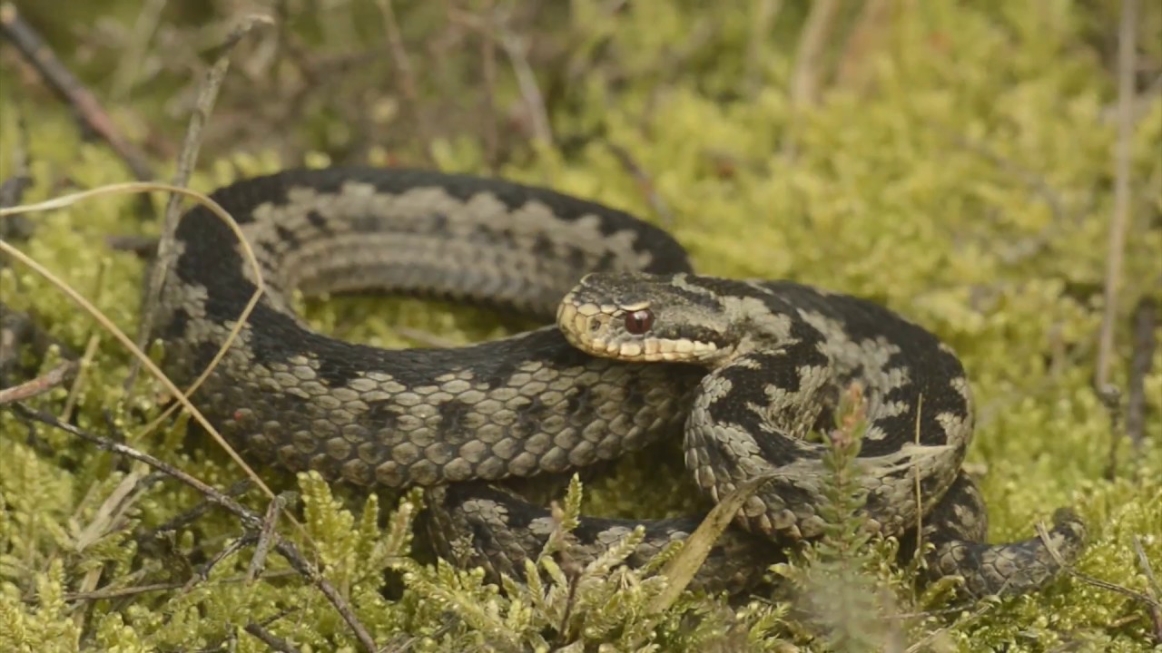 Adders in de Belgische Kempen