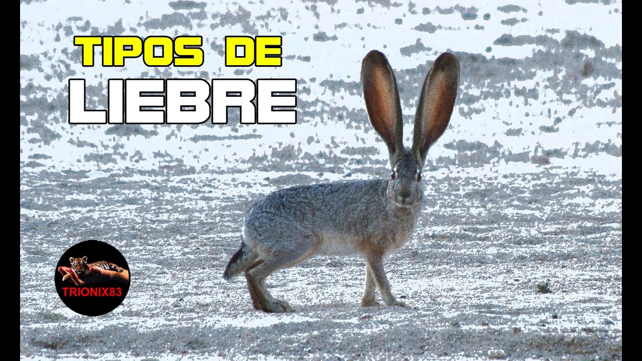 Liebres Gigantes ¿Cuáles son Las liebres mas grandes del mundo?