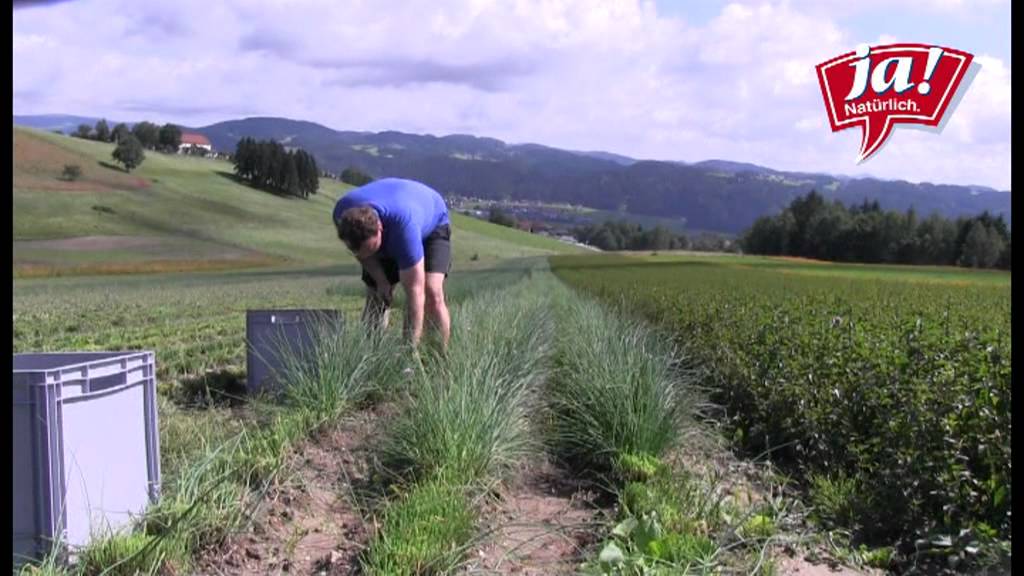 Ja! Natürlich Bio-Schnittlauch-Ernte