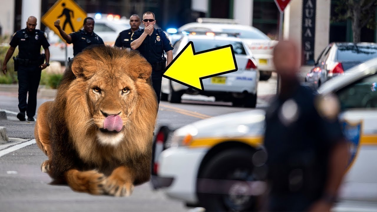 Animales SALVAJES Que Escaparon Del Zoologico!