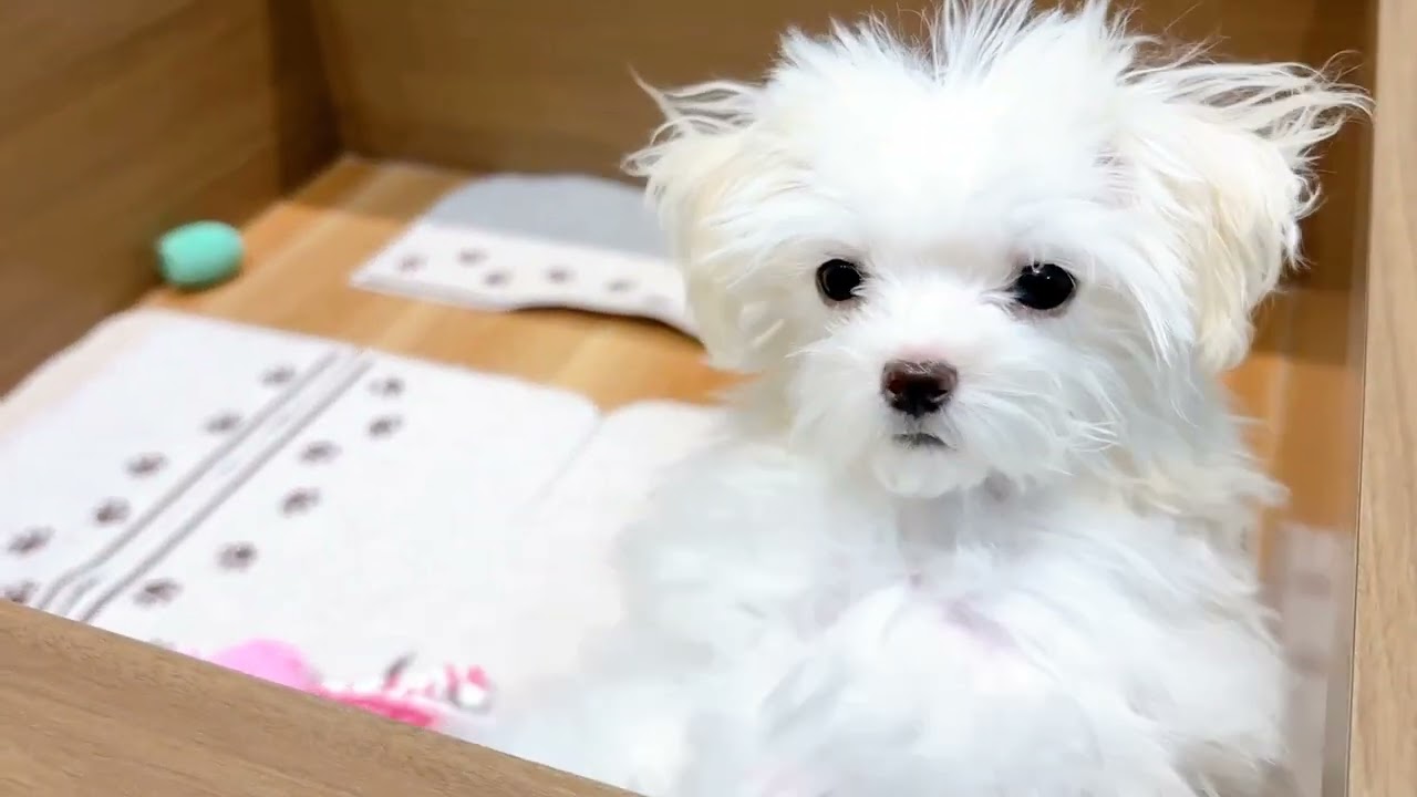 ペットショップ犬の家近江八幡店「197042」「マルプー」