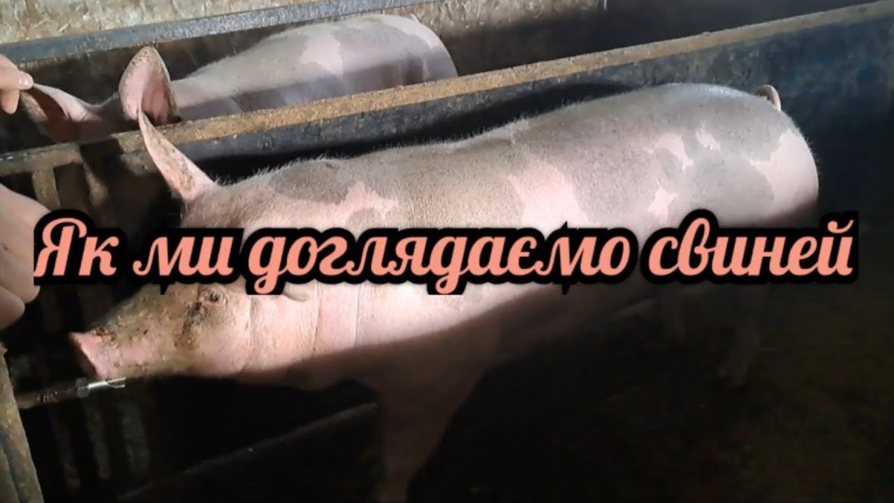 Як ми доглядаємо свиней у господарстві