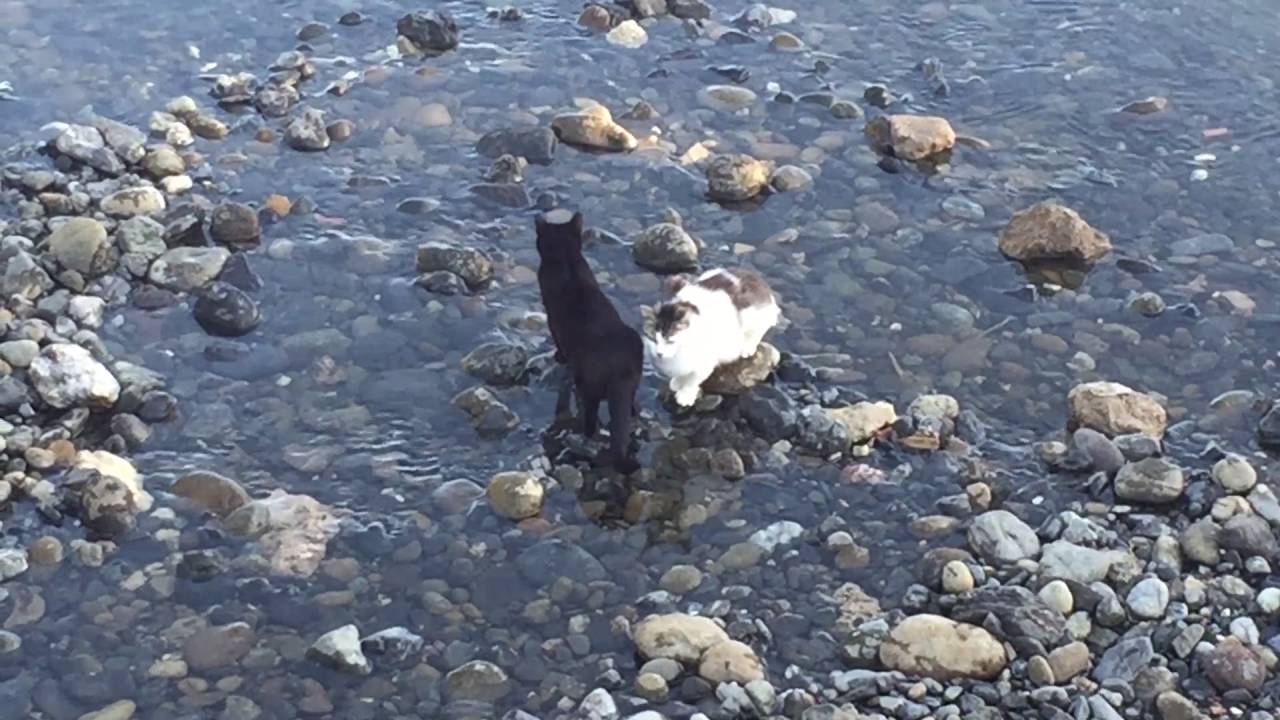 Gatos Pescando