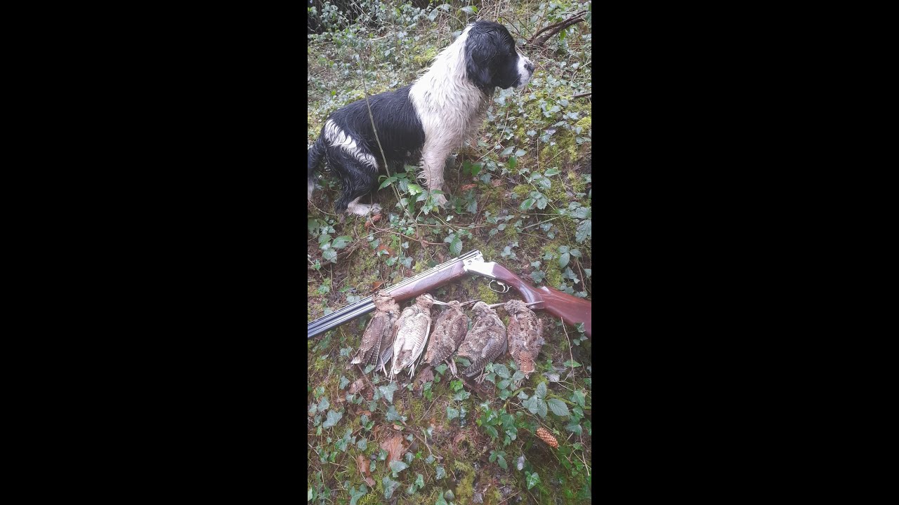 woodcock hunting in Ireland
