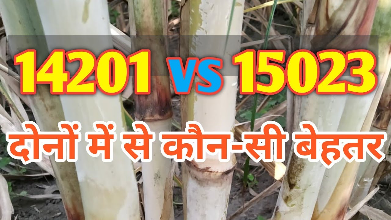 14201 vs 15023 Sugarcane variety / 15023 vs 14201 कौनसी बेहतर किस्म / 14201 vs 15023 which is best?