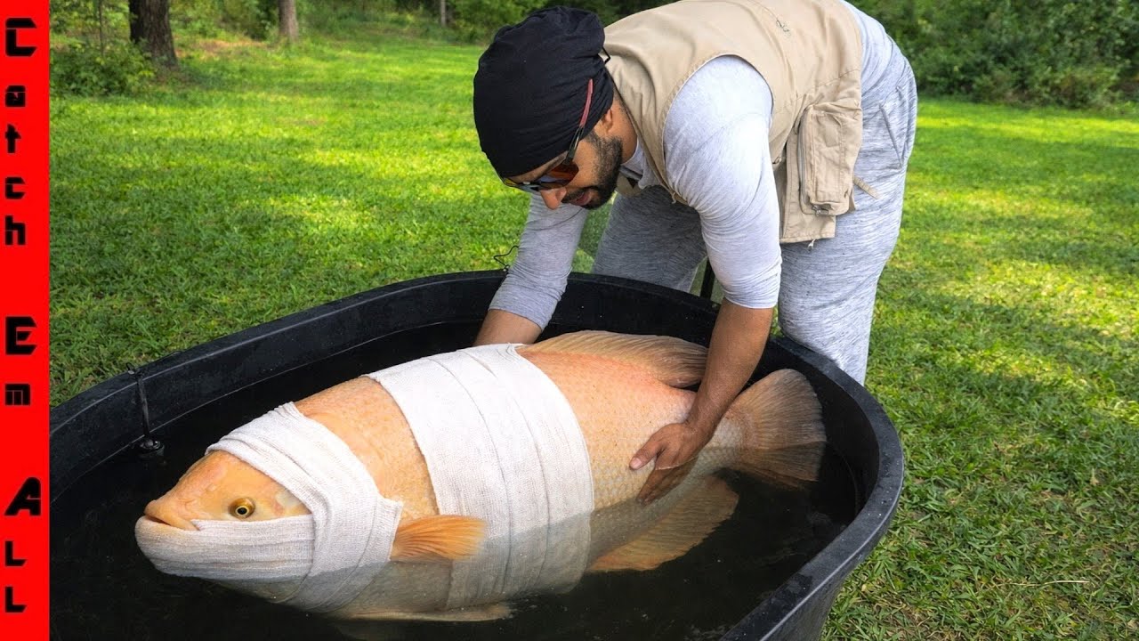 HEALING My PET BELUGA Whale FISH after it BURNED its HEAD!