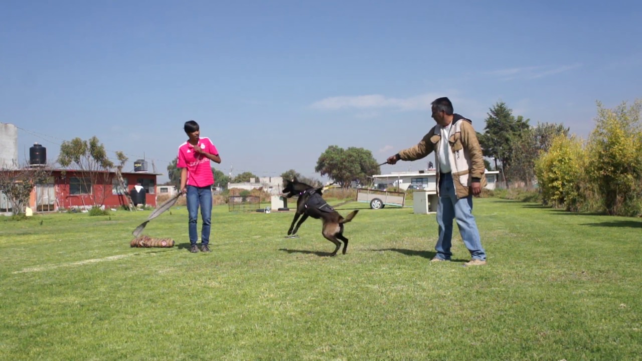 Perro de guardia y protección Airon 2
