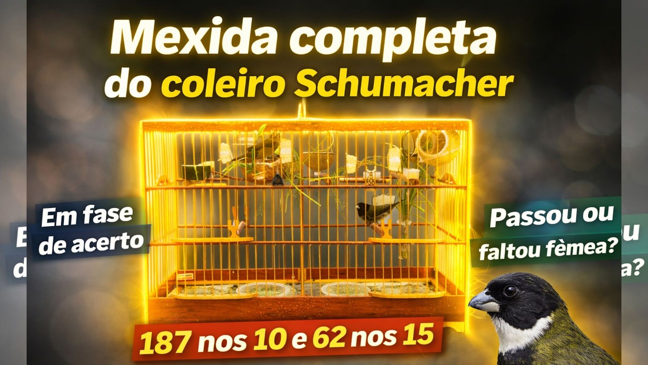 !!ESTOU COM UM FENÔMENO EM CASA! 187 CANTOS NOS 10!!