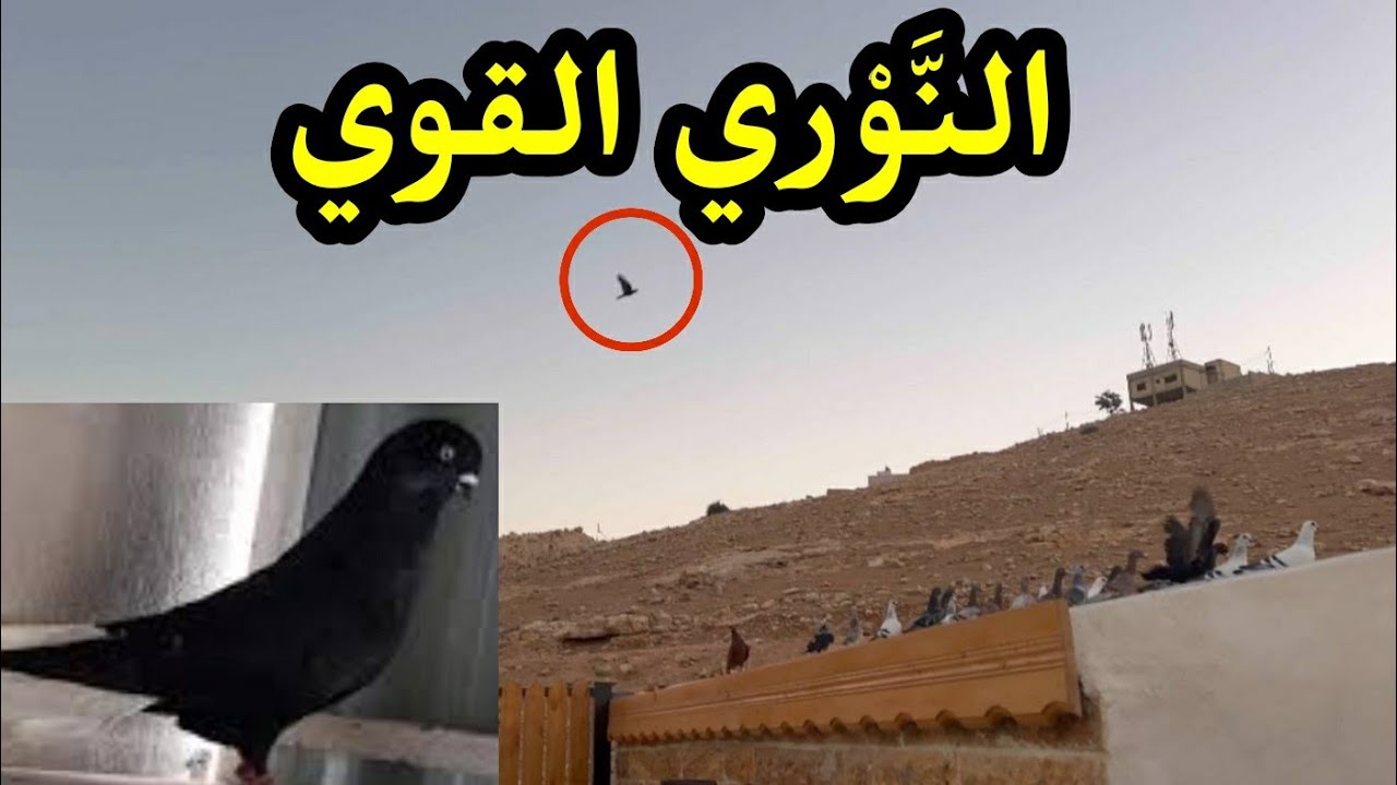 النَّوْري القوي  كل الي صار ما استسلم