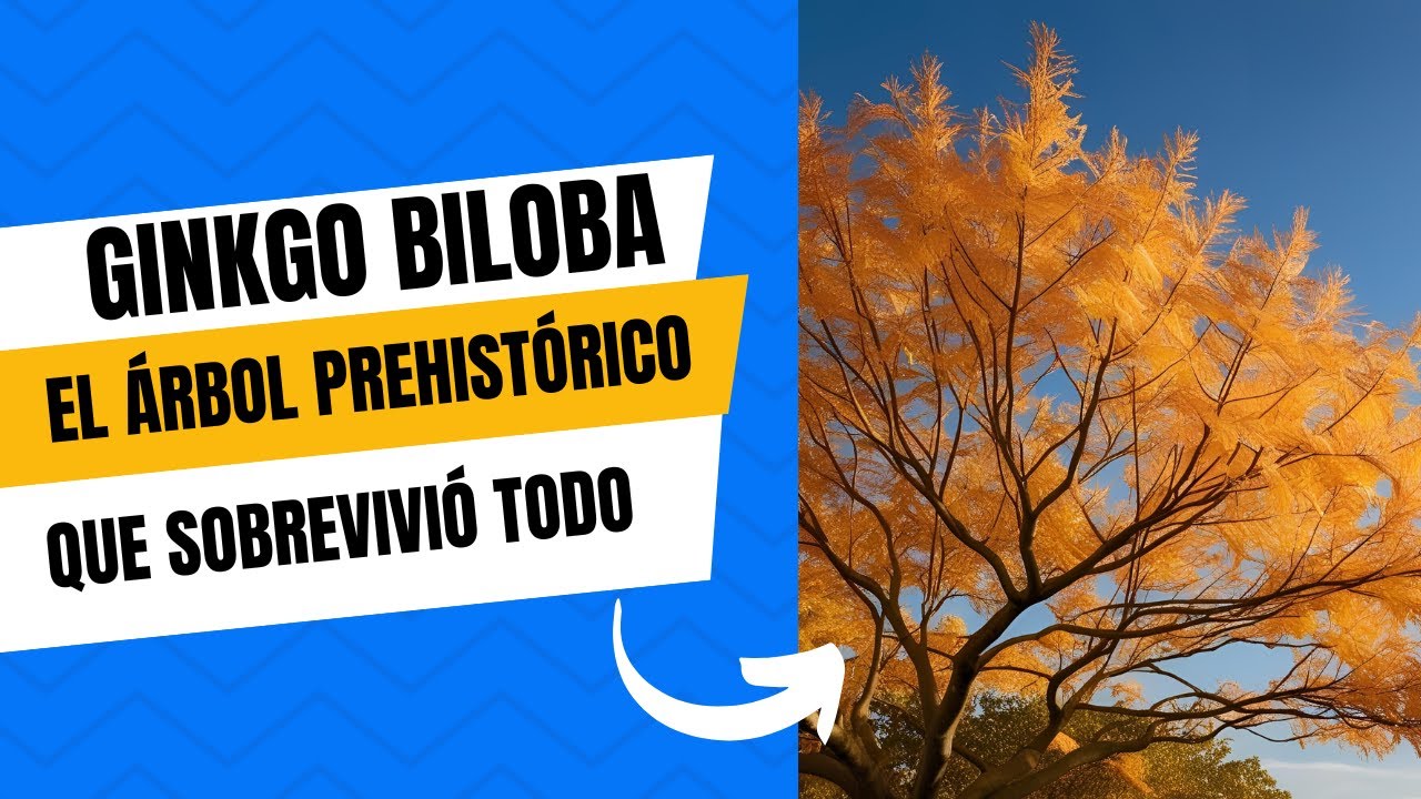 Ginkgo Biloba: El Árbol Prehistórico que Sobrevivió Todo