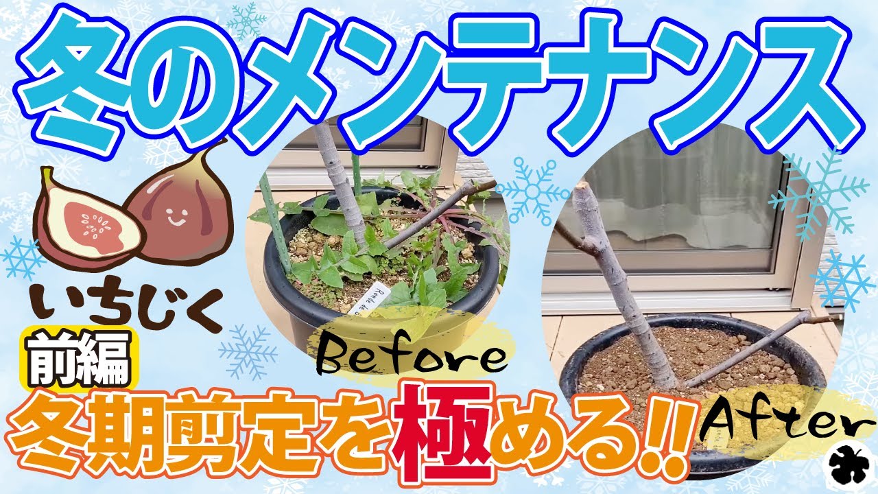 【イチジク】冬の管理（前編）冬季剪定（育て方）
