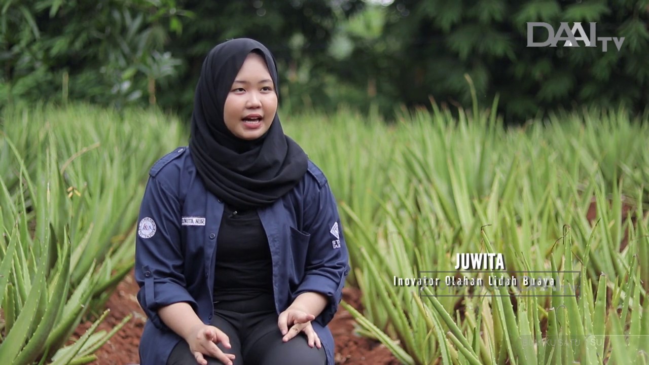 LIDAH BUAYA KAYA MANFAAT - BUMIKU SATU DAAI TV