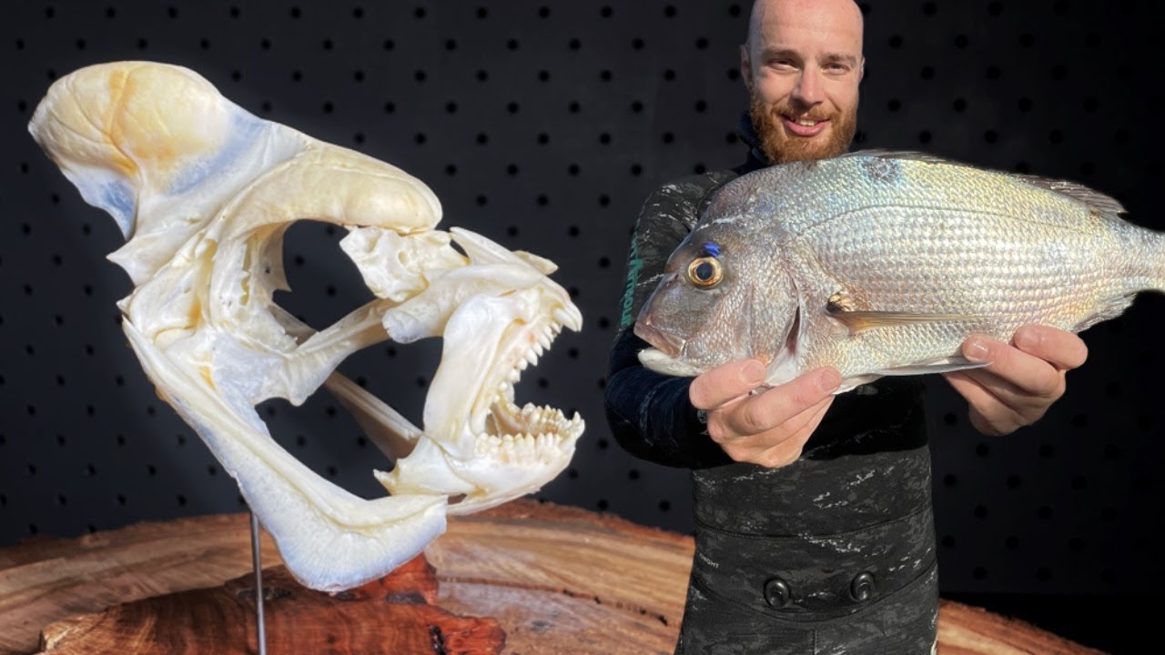 I made a Fish Skull Mount