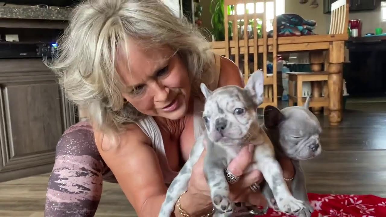 Lilac platinum & Merle frenchie puppies 6 weeks old