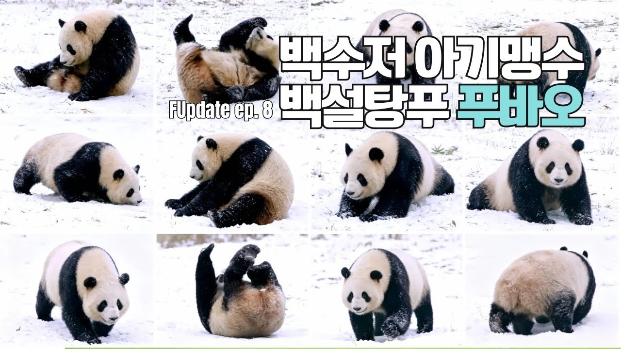 소복이 쌓인 눈을 수북이 갖고 놀 줄 아는 우래기
