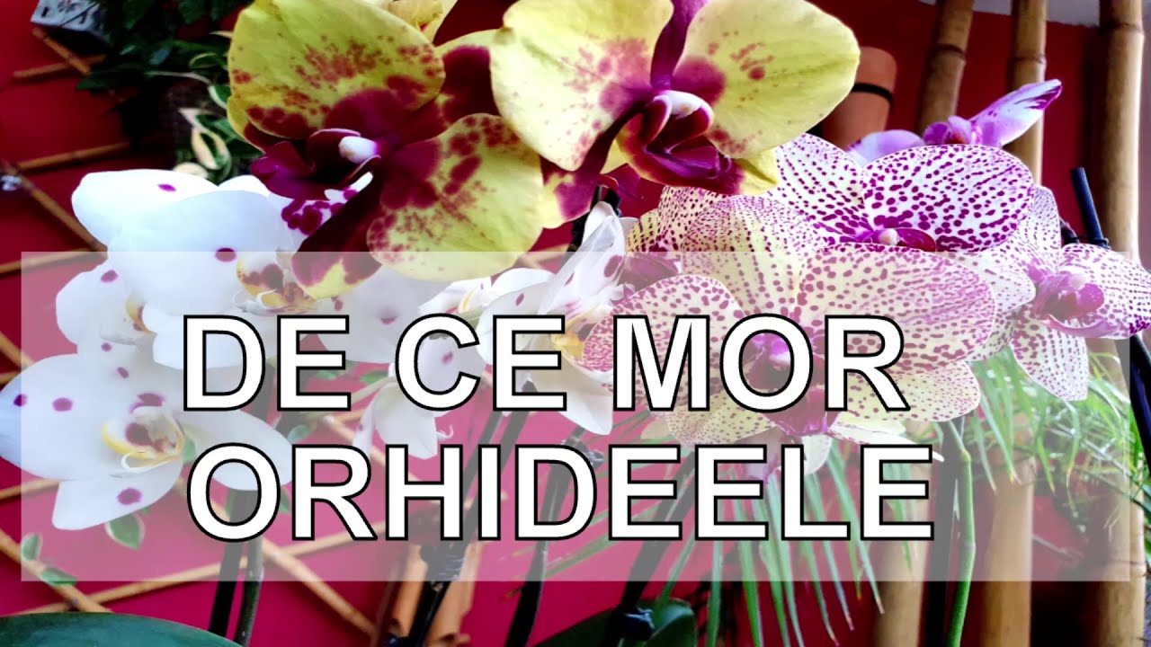 De ce mor orhideele