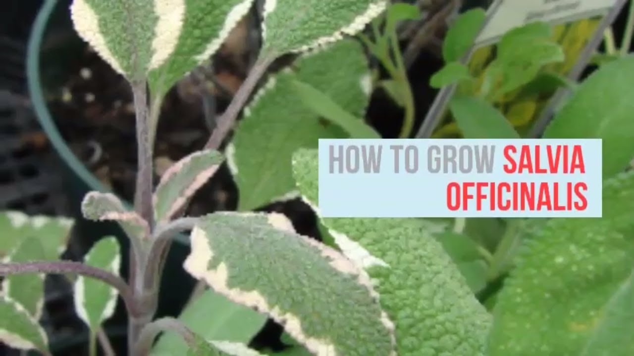 Salvia officinalis Growing Guide (Sage) by GardenersHQ
